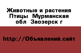 Животные и растения Птицы. Мурманская обл.,Заозерск г.